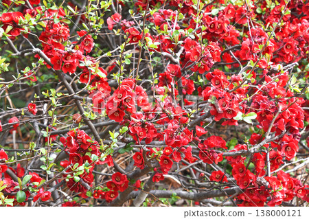 Bokeh (crumpled) 138000121