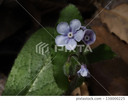 Yamarinisou花 138000225