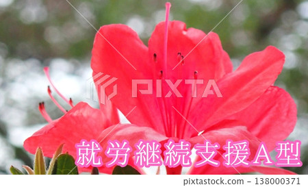 【殘障福利服務】A類支持性就業(背景:杜鵑花) 【殘障福利服務】A類支持性就業(背景:杜鵑花) 138000371