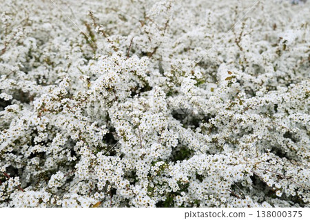 Spiraea flowers in full bloom Spiraea flowers in full bloom 138000375