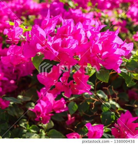 Delicate bright pink buds of tropical flowers Delicate bright pink buds of tropical flowers 138000438