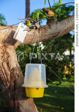 A fly trap hangs from a tree in an Egyptian hotel A fly trap hangs from a tree in an Egyptian hotel 138000439