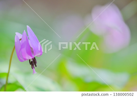 Dogtooth violet flowers blooming in Mikamo Mountain Park 138000502