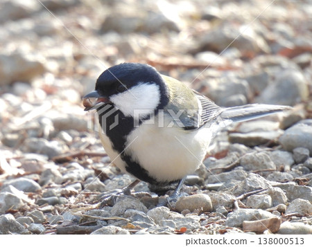 Great tit, food, ground Great tit, food, ground 138000513