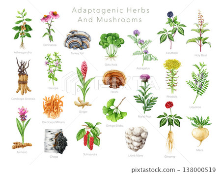 Adaptogenic herbs and mushrooms with names watercolor illustration set. Hand drawn natural medicinal plants and fungi for healthcare, herbal medicine and wellness design collection Adaptogenic herbs and mushrooms with names watercolor illustration set. Hand drawn natural medicinal plants and fungi for healthcare, herbal medicine and wellness design collection 138000519