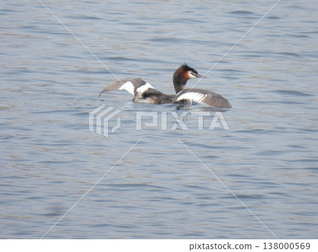 Great Crested Grebe on the water surface, wings spread. Great Crested Grebe on the water surface, wings spread. 138000569