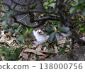A black and white stray cat stares at me from the bushes. 138000756