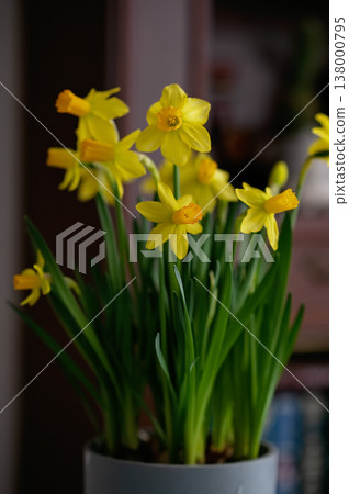 Yellow daffodil flowers in a pot with green leaves, indoor setting with blurred background Yellow daffodil flowers in a pot with green leaves, indoor setting with blurred background 138000795