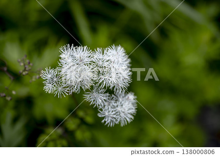 White flowers, Thalictrum aquilegiifolium White flowers, Thalictrum aquilegiifolium 138000806