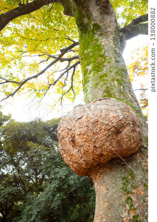 knots on trees 138000882