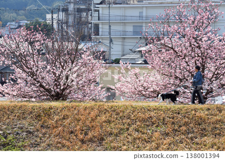 A person walking their dog along the Karikawa River embankment, where cherry blossoms are in bloom, giving way to the arrival of spring. 138001394