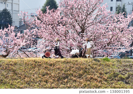 People walking their dogs along the Karikawa River embankment, where cherry blossoms are in bloom, giving way to the arrival of spring. People walking their dogs along the Karikawa River embankment, where cherry blossoms are in bloom, giving way to the arrival of spring. 138001395
