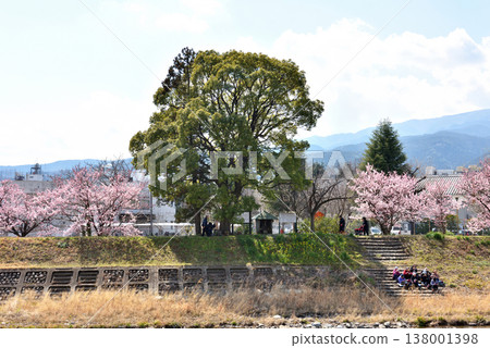 春天,櫻花在徠川兩岸盛開,人們在河岸邊的階梯上休息。 春天,櫻花在徠川兩岸盛開,人們在河岸邊的階梯上休息。 138001398