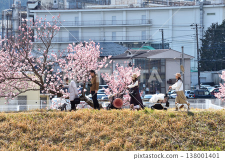 People strolling along the riverbanks of the Karikawa River, where spring cherry blossoms are in bloom. People strolling along the riverbanks of the Karikawa River, where spring cherry blossoms are in bloom. 138001401