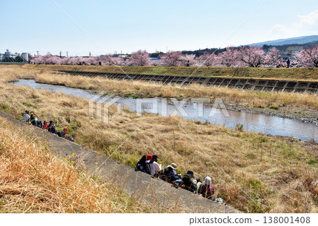 春天,櫻花在徠川兩岸盛開,人們在河岸邊休息。 春天,櫻花在徠川兩岸盛開,人們在河岸邊休息。 138001408