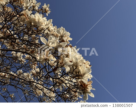Lotus Shiraki shines in the blue sky Lotus Shiraki shines in the blue sky 138001507