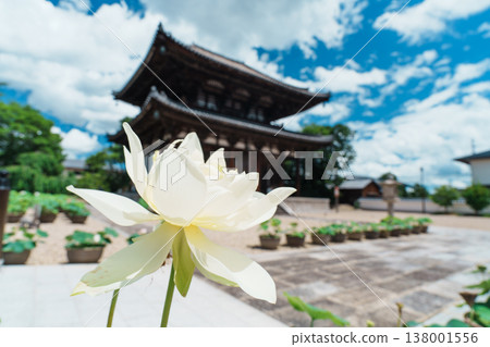 The lotus of Kikoji The lotus of Kikoji 138001556