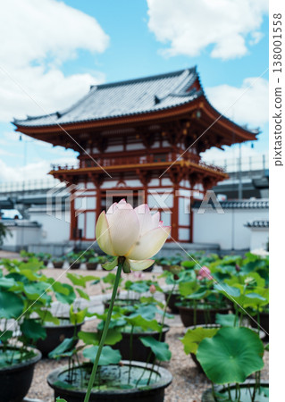 Kikoji的蓮花 138001558