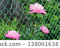 Pink peonies blooming through green chain link fence 138001638