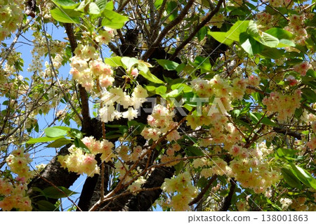 {Kanagawa Prefecture} Gyoiko cherry blossoms are in full bloom {Kanagawa Prefecture} Gyoiko cherry blossoms are in full bloom 138001863