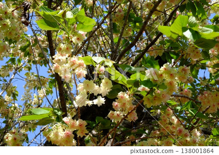 {Kanagawa Prefecture} Gyoiko cherry blossoms in full bloom 138001864