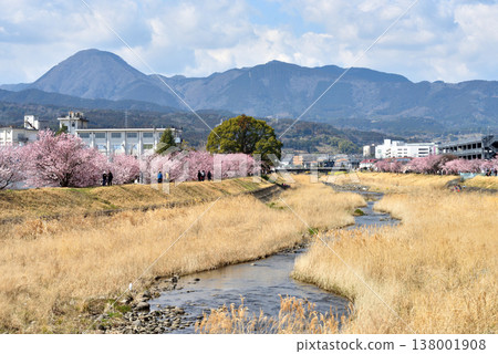 Springtime cherry blossoms blooming along both banks of the Karikawa River, and people hiking. Springtime cherry blossoms blooming along both banks of the Karikawa River, and people hiking. 138001908
