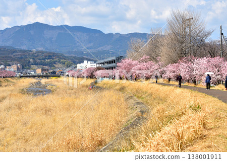 春天，櫻花在徠川兩岸盛開，人們在河邊健行。 138001911