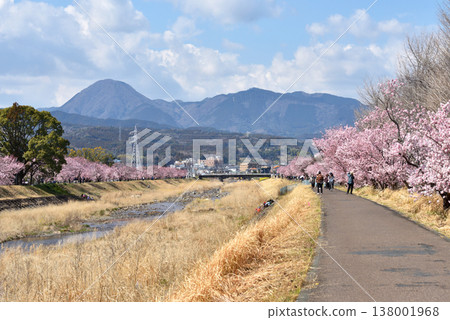 Springtime cherry blossoms blooming along both banks of the Karikawa River, and people hiking. Springtime cherry blossoms blooming along both banks of the Karikawa River, and people hiking. 138001968