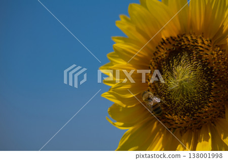 Sunflower and bee Sunflower and bee 138001998