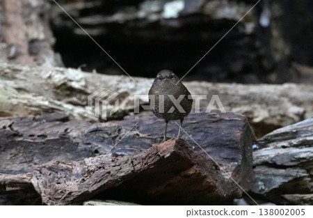 A wren taking a bath A wren taking a bath 138002005