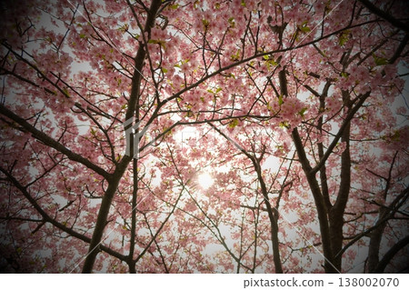 A spring-filled landscape where you can look up at cherry blossoms in full bloom. A spring-filled landscape where you can look up at cherry blossoms in full bloom. 138002070