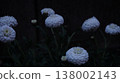 黑暗中的白花 138002143