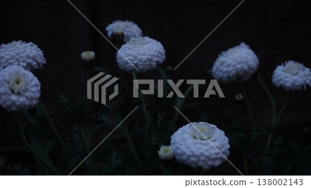 黑暗中的白花 138002143