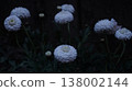 黑暗中的白花 138002144