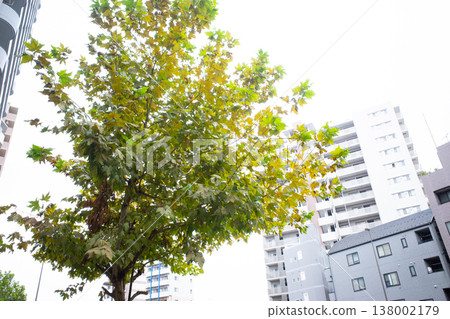 Landscape with fresh green Landscape with fresh green 138002179