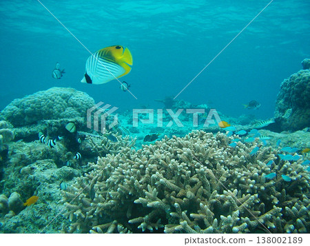 Diving in Zamami Island Diving in Zamami Island 138002189