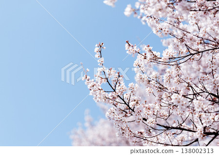 Blue sky and cherry blossoms, spring background, with copy space. Landscape material that can be used for images related to school entrance or new life. Blue sky and cherry blossoms, spring background, with copy space. Landscape material that can be used for images related to school entrance or new life. 138002313