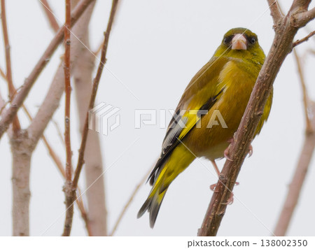 A Japanese greenfinch perched on a branch. Spring bird photography / Greenfi A Japanese greenfinch perched on a branch. Spring bird photography / Greenfi 138002350