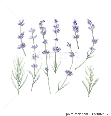 Watercolor lavender floral elements set. Hand drawn botanical illustration collection of purple flowers sprigs, stalks and green leaves for DIY design, patterns and branding isolated on white. Watercolor lavender floral elements set. Hand drawn botanical illustration collection of purple flowers sprigs, stalks and green leaves for DIY design, patterns and branding isolated on white. 138002437