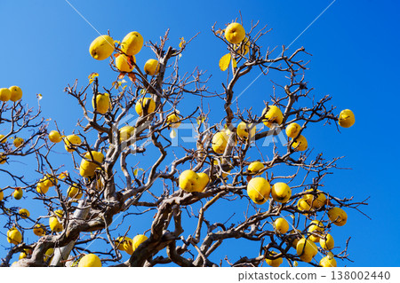 Karin Fruit 138002440