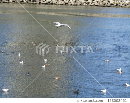 在花見河河口的黑頭鷗 在花見河河口的黑頭鷗 138002461