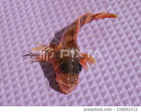 新鮮石斑魚 新鮮石斑魚 138002512