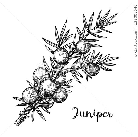 Juniper branch with berries engraving illustration Juniper branch with berries engraving illustration 138002546