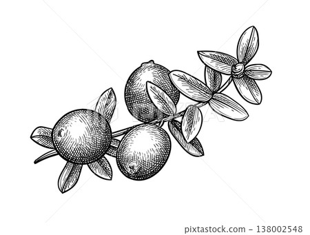 Ink sketch of a cranberry sprig Ink sketch of a cranberry sprig 138002548
