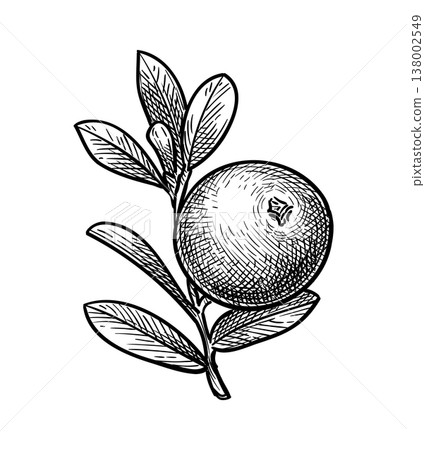Cranberry engraving illustration. 138002549