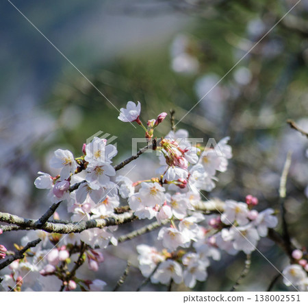 櫻花沐浴在柔和的光線中 櫻花沐浴在柔和的光線中 138002551