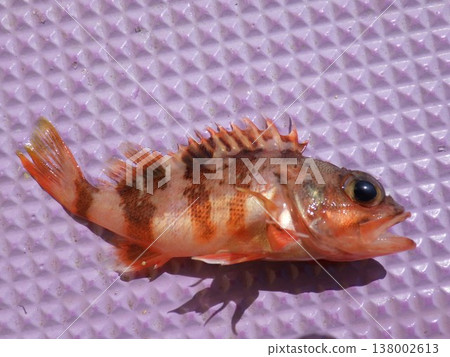 蝎子魚被抓住了 138002613