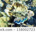 Vibrant Blue Giant Clam Tridacna and Coral Reef Marine Life, Red Sea Egypt 138002723