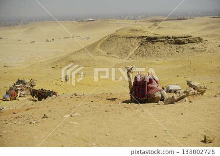 Dromedary Camel Resting on Sand with Giza Pyramids in Background, Egypt Travel Concept 138002728