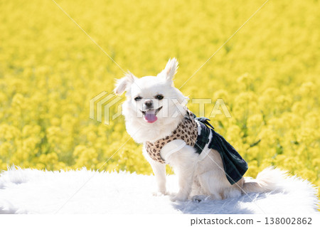 一片油菜花田，籃子裡裝著吉娃娃犬Mugi-chan。 138002862